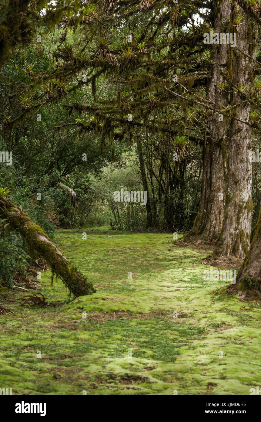 Mystische grünen Wald von Brasilien, moosigen Boden. Stockfoto