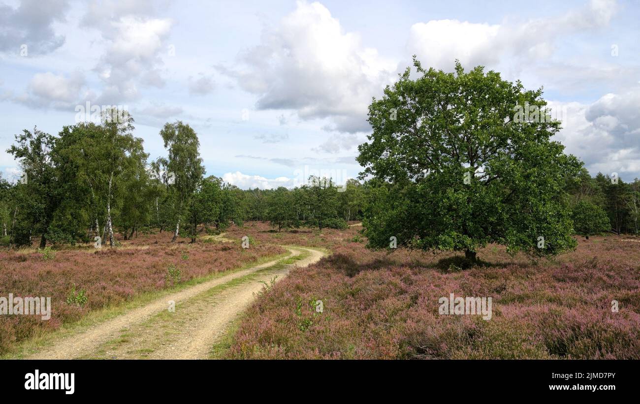 Schneverdingen - LÃ¼neburg Heath, Osterheide, Deutschland Stockfoto