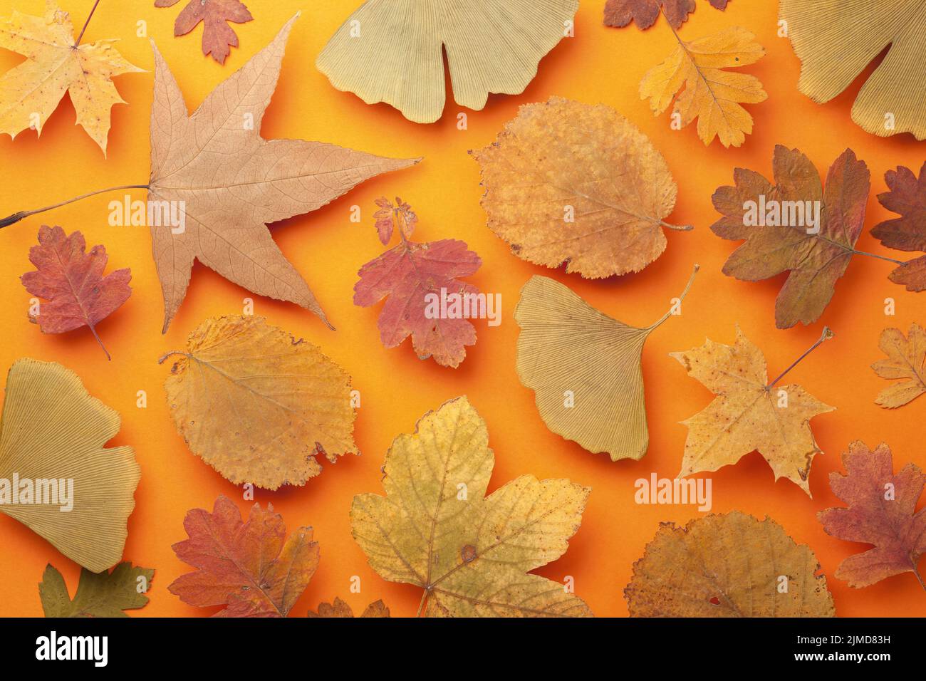 Herbstfarben Blätter Hintergrund Stockfoto