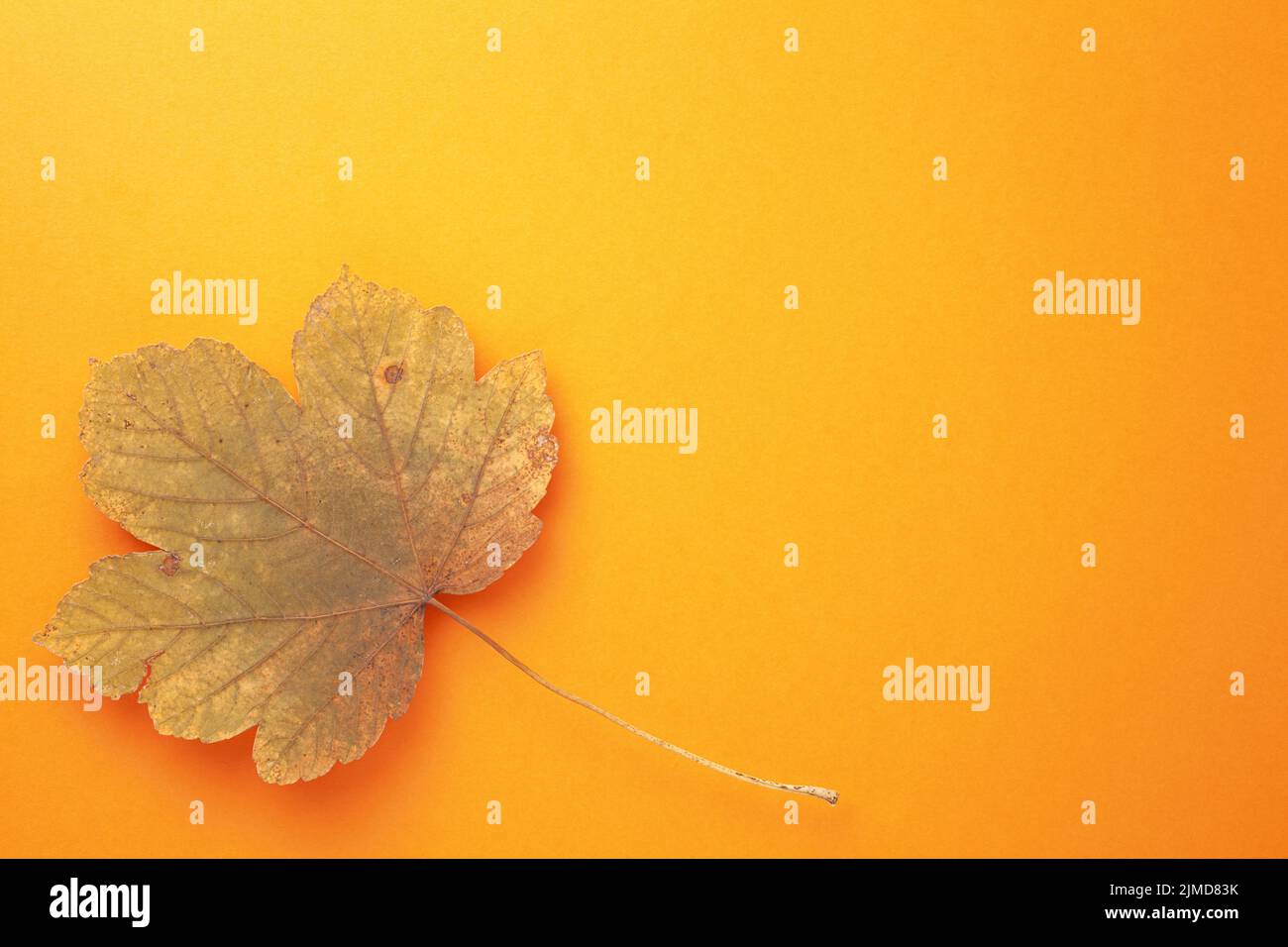 Einzelnes Herbstblatt Mit Ahornblatt Auf Orangefarbenem Hintergrund Stockfoto