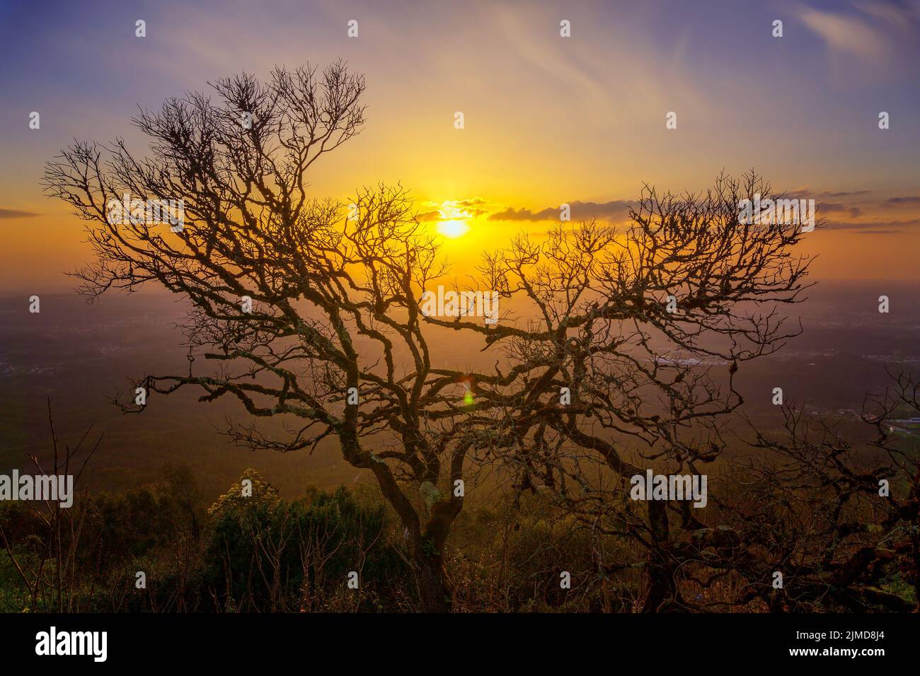 Kahle Äste von altem Baum und Sonnenuntergang Stockfoto
