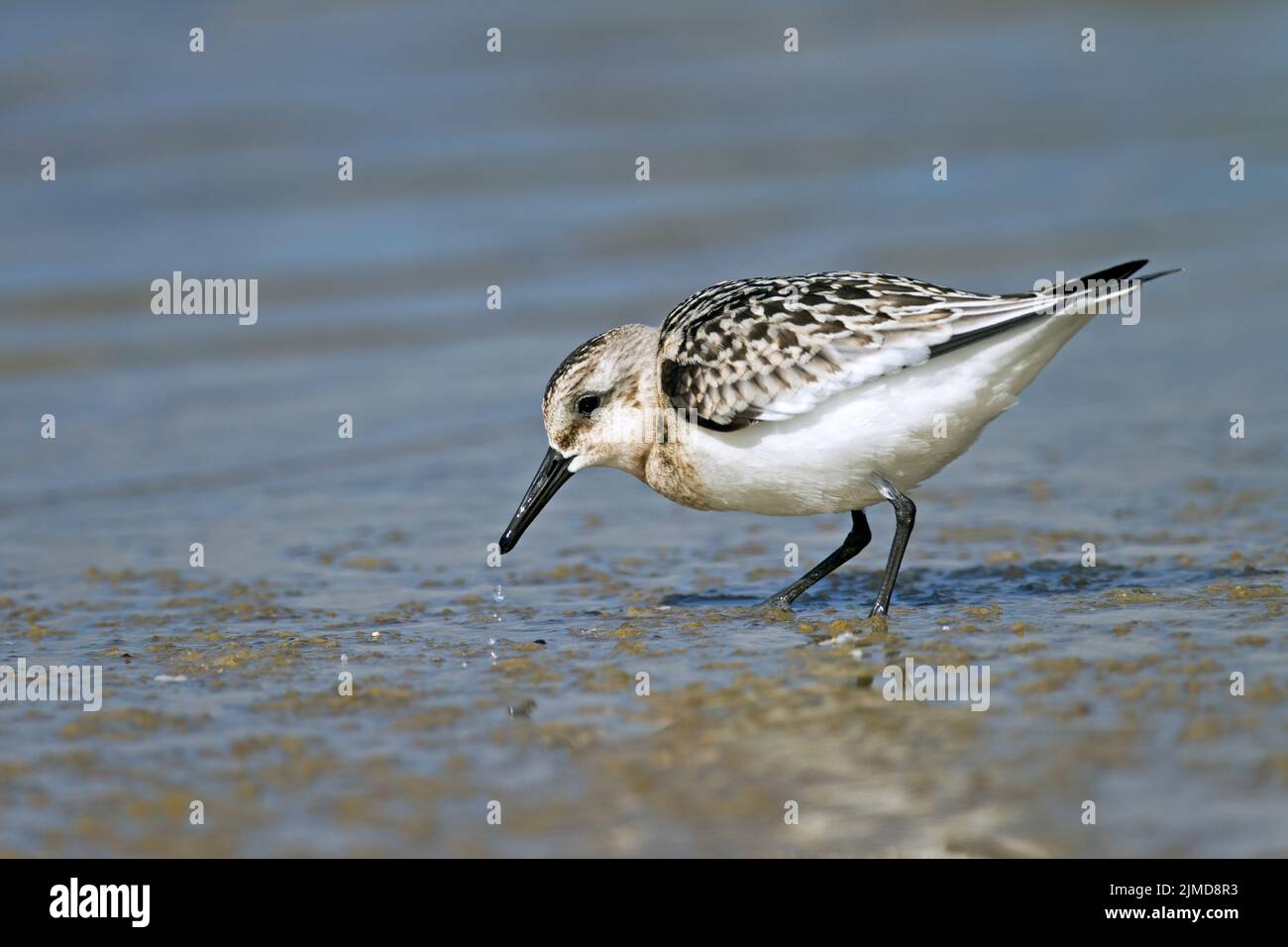 Sanderling unreifes Gefieder Stockfoto