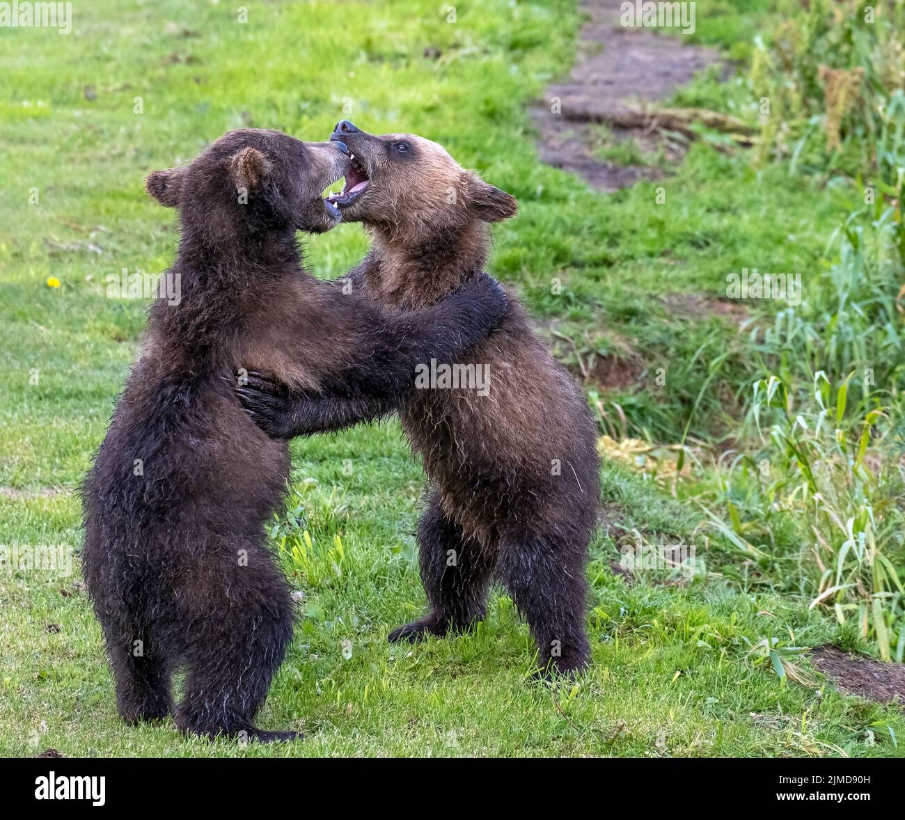 Zwei braune Bärenjungen spielen Stockfoto