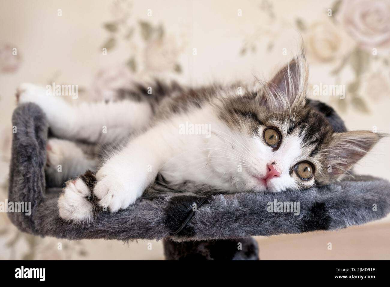 Das Kätzchen liegt auf dem Bett und schaut auf die Kamera Stockfoto