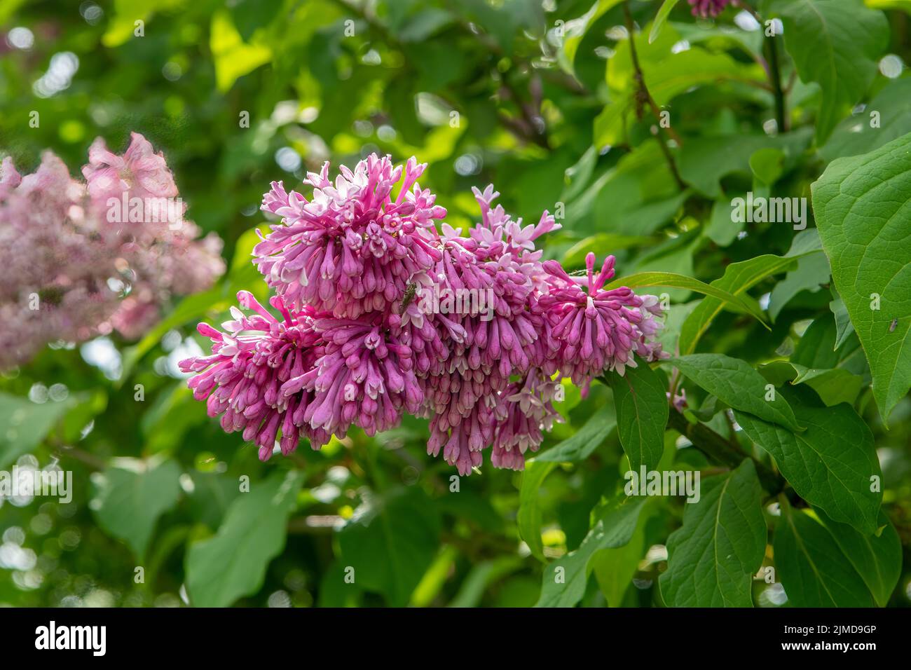Syringa Vulgaris, gemeinsame Flieder Stockfoto