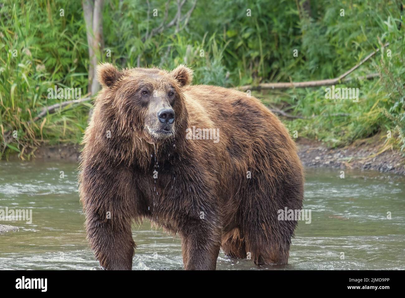 Großer Braunbär im Fluss Stockfoto