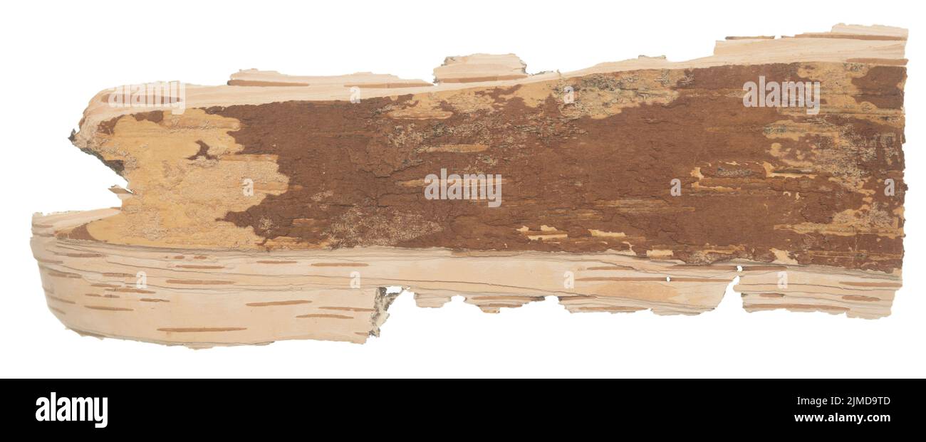 Rinde auf Weiß Stockfoto