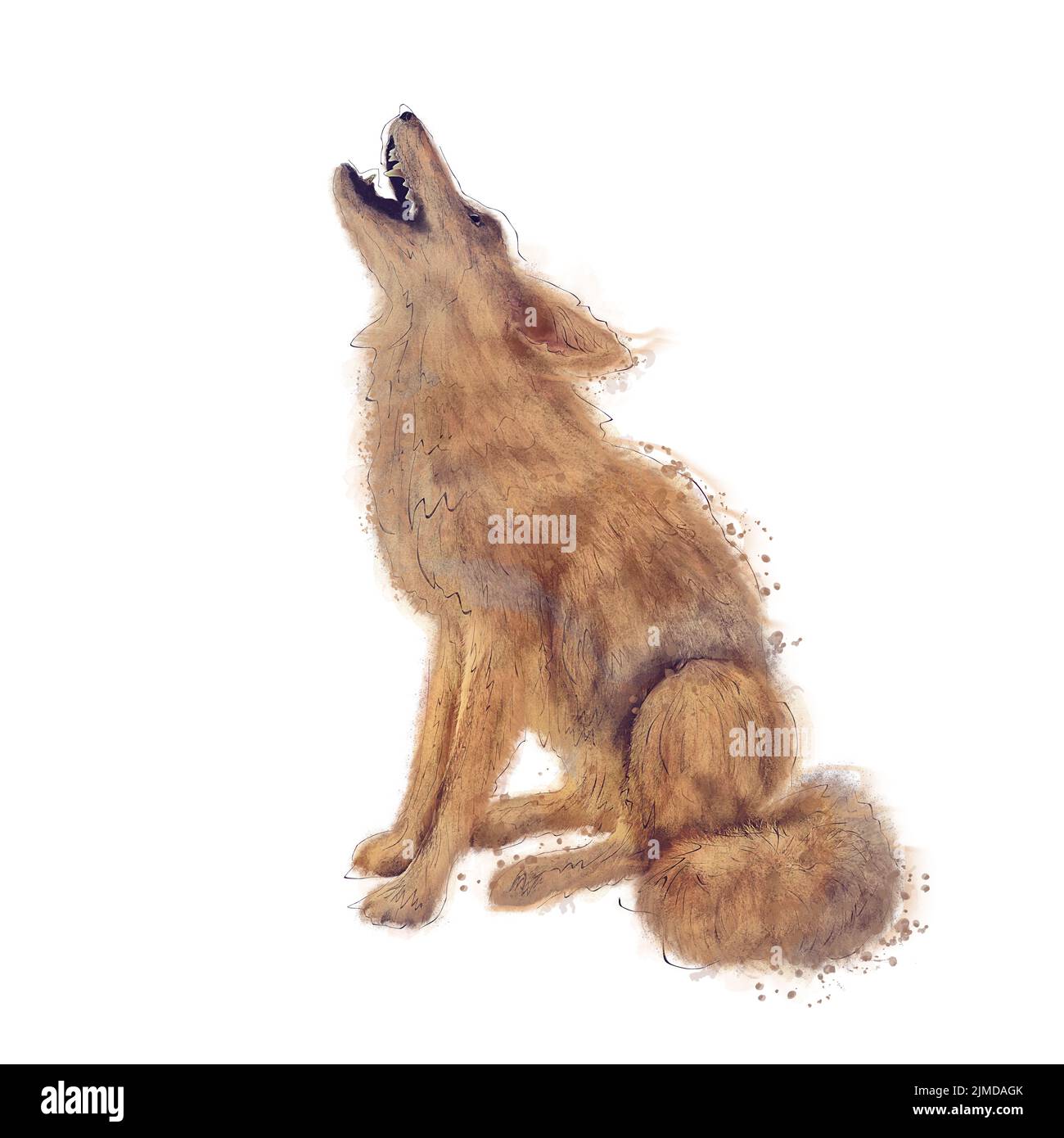 Digitale Malerei von Wolf .Aquarell-Illustration auf weißem Hintergrund Stockfoto