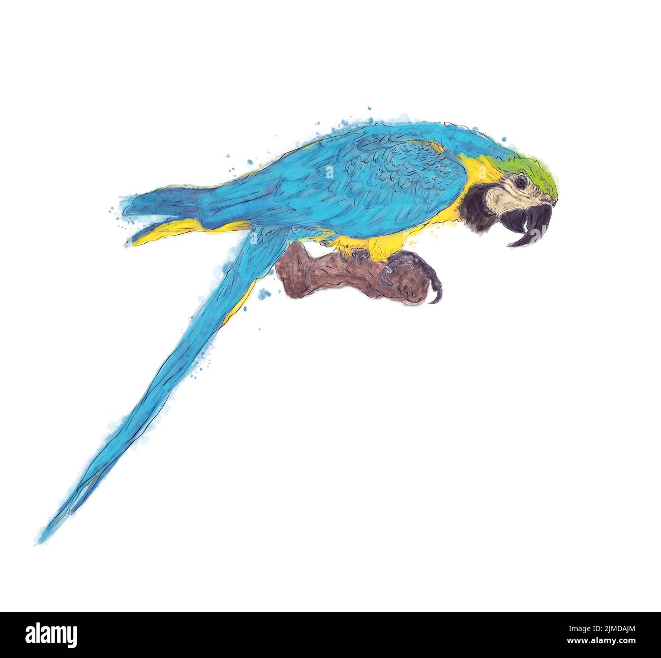 Aquarell von Blauer Ara Papagei auf weißem Hintergrund Stockfoto