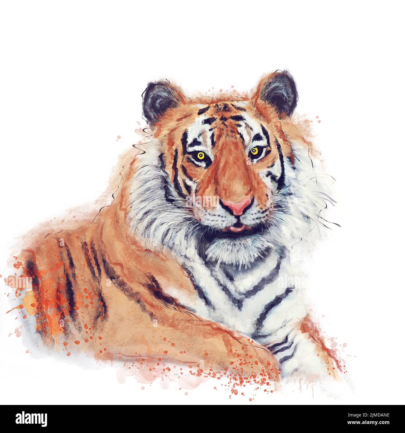 Digitales Aquarellgemälde des Tigers auf weißem Hintergrund Stockfoto