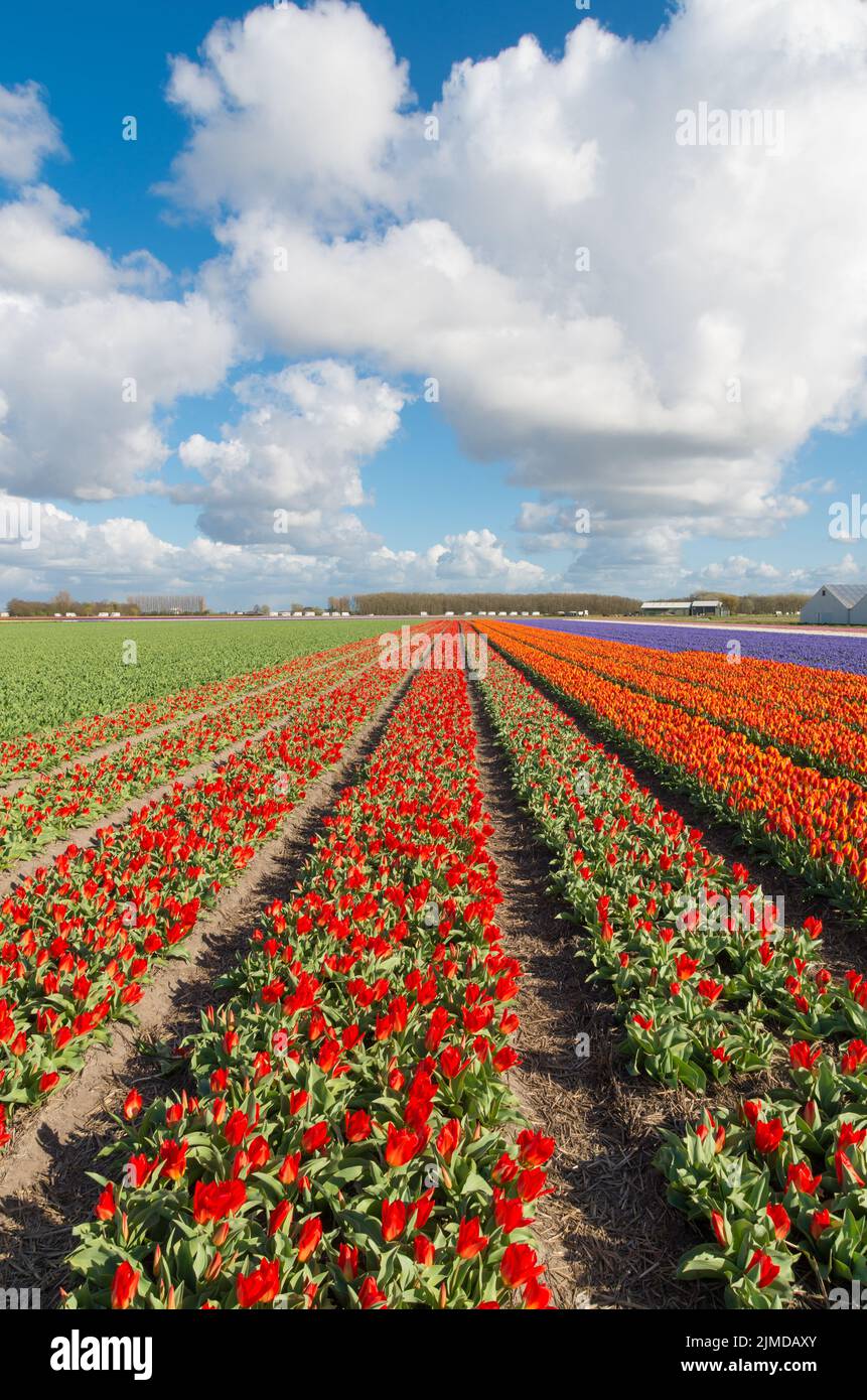 Endlose Reihen blühender Tulpen Stockfoto