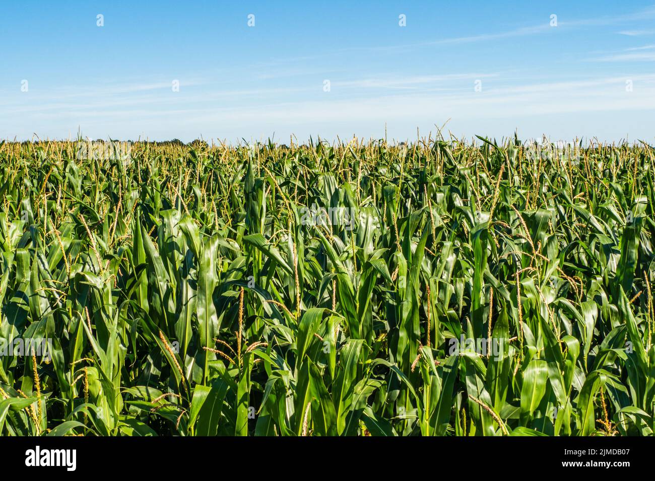 Maisplantage. Ein grünes Feld für Mais, das aufwächst. Maisfeld Nahaufnahme Stockfoto