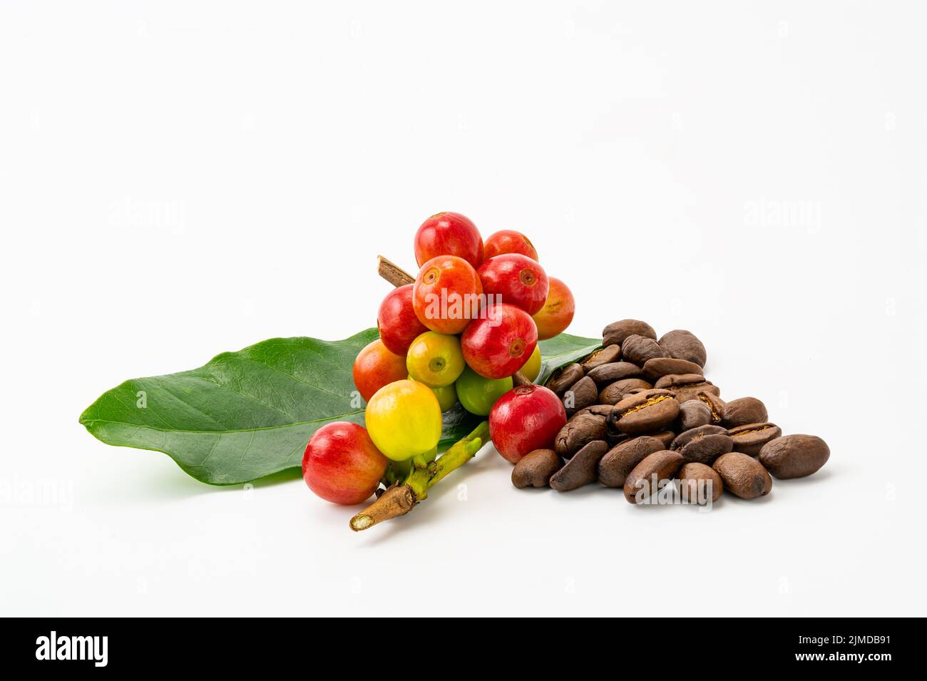 Ein paar arabica-Kaffeefrüchte mit grünem Blatt und einem Haufen gerösteter Kaffeebohnen auf weißem Hintergrund. Stockfoto