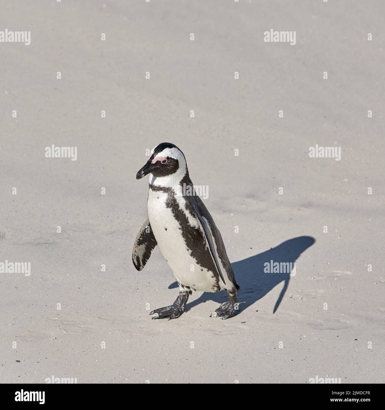 Pinguine. Schwarzfußpinguin am Boulders Beach, Südafrika. Stockfoto