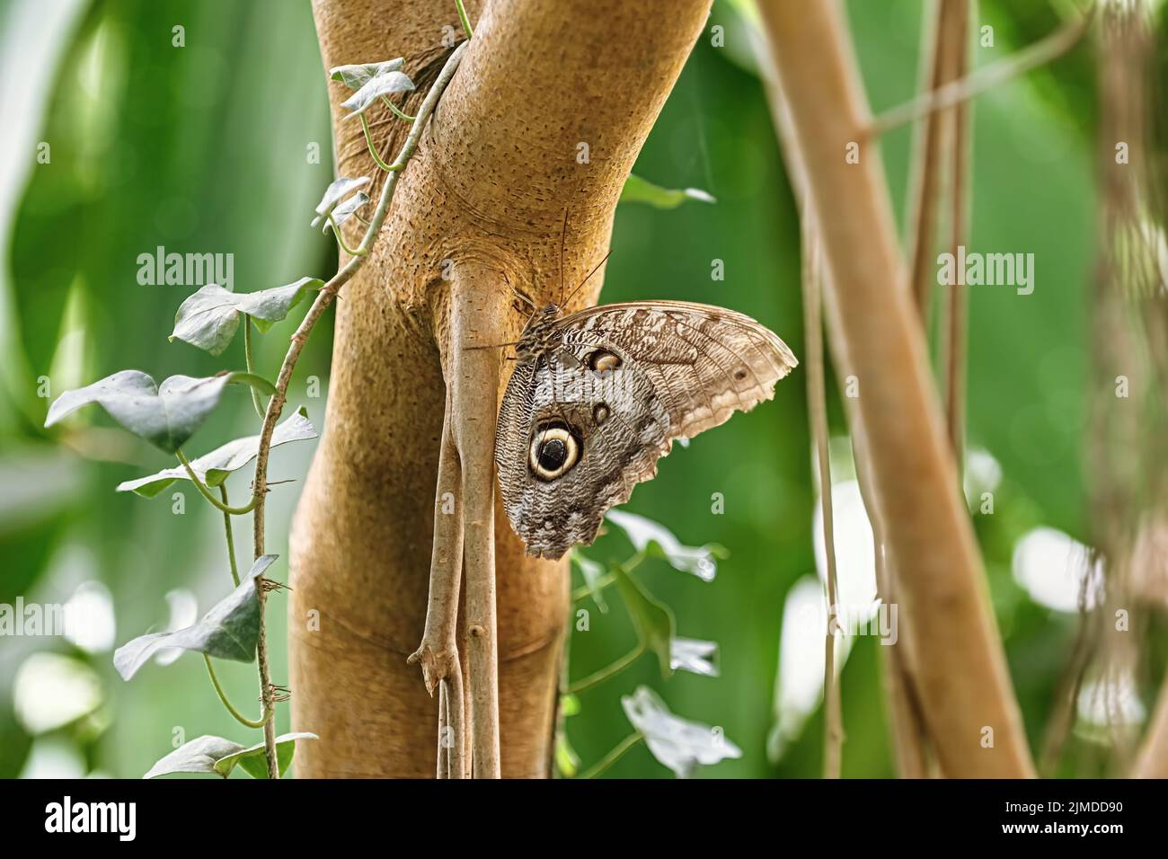 Caligo ödipus Schmetterling Stockfoto