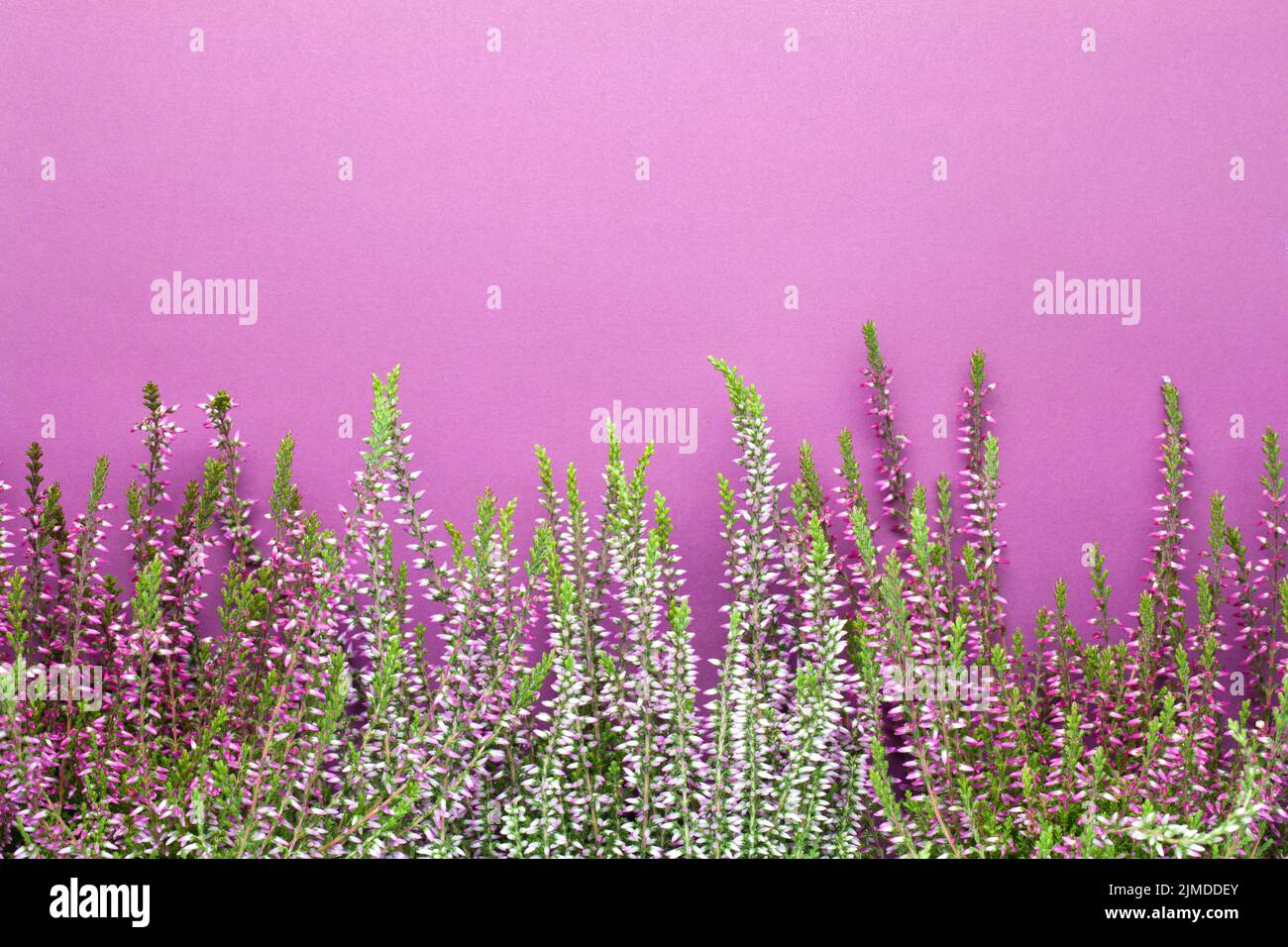 Heidekraut Blumen (Calluna Vulgaris) Auf Violettem Hintergrund Stockfoto