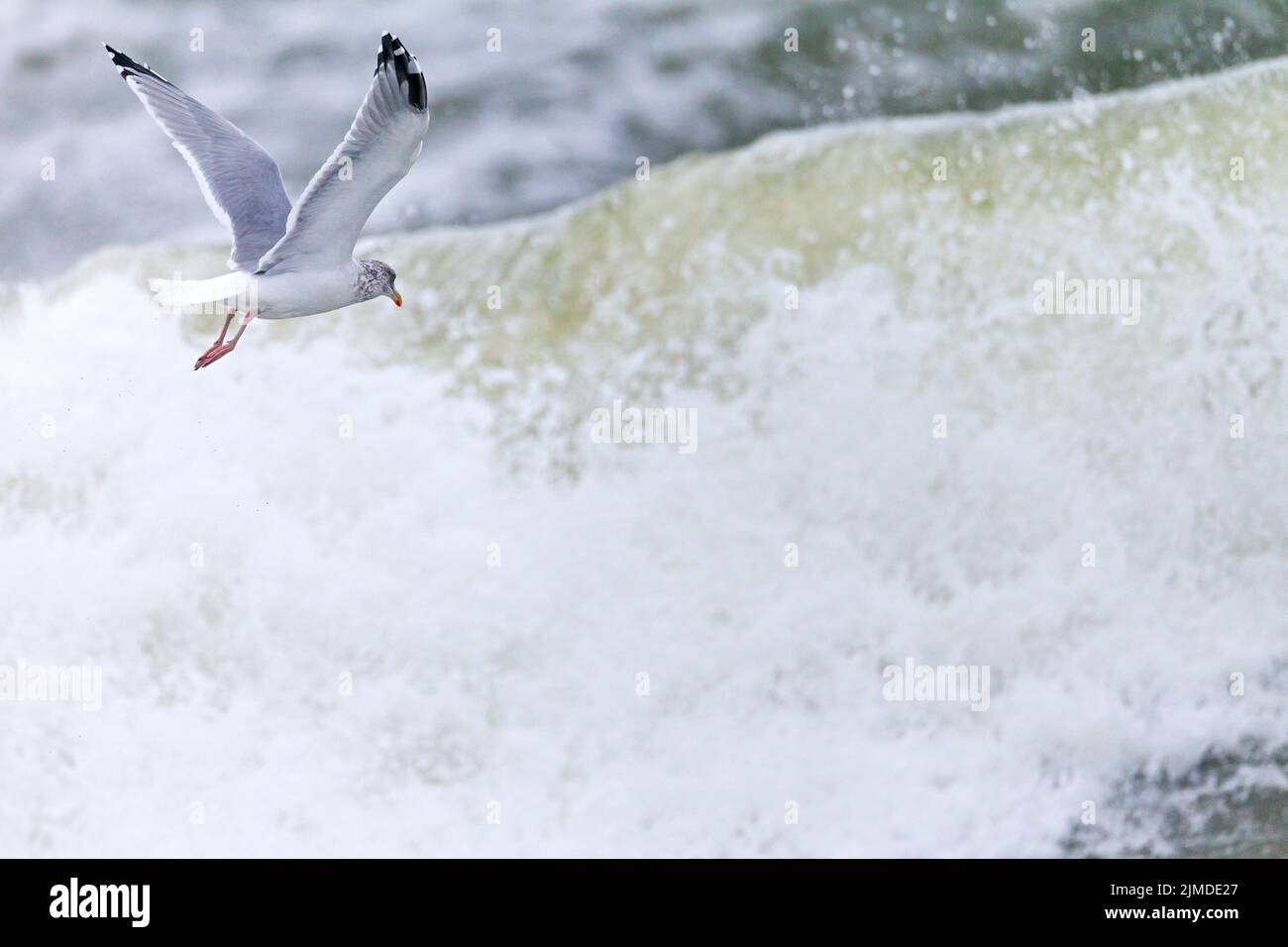 Europäische Heringsmöwe auf der Suche nach Nahrung in der Brandung Stockfoto