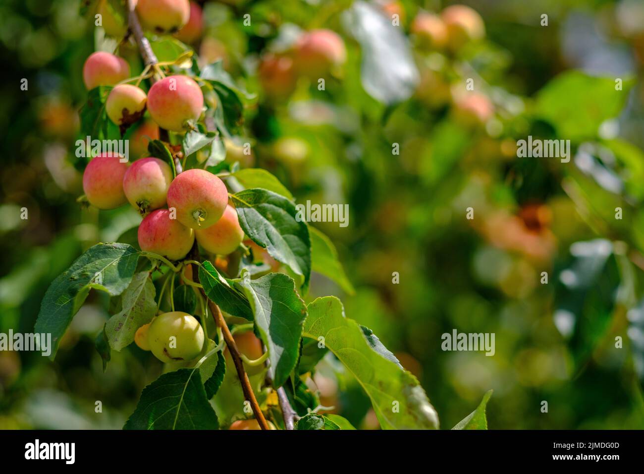 Reife Äpfel auf einem Ast. Umweltfreundliches Erntekonzept. Der Sommer ist zu Ende. Köstliche süße Bio-Früchte im Garten angebaut. Stockfoto