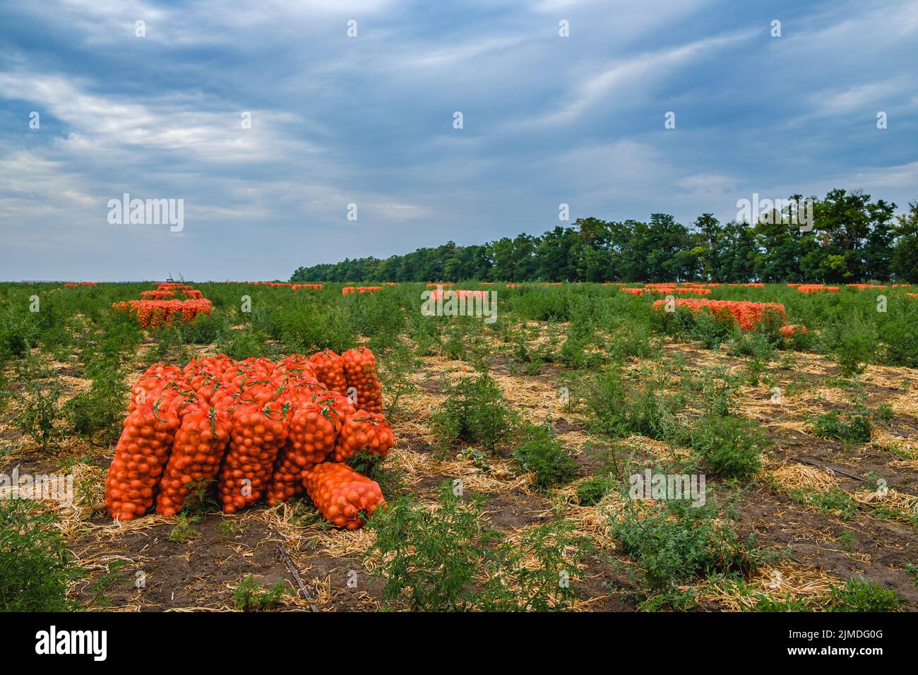 Zwiebeln in orangefarbenen Netztüten auf dem Feld gesammelt. Umweltfreundliches frisches Gemüse wird zum Verkauf geerntet. Agroindustrie. Stockfoto