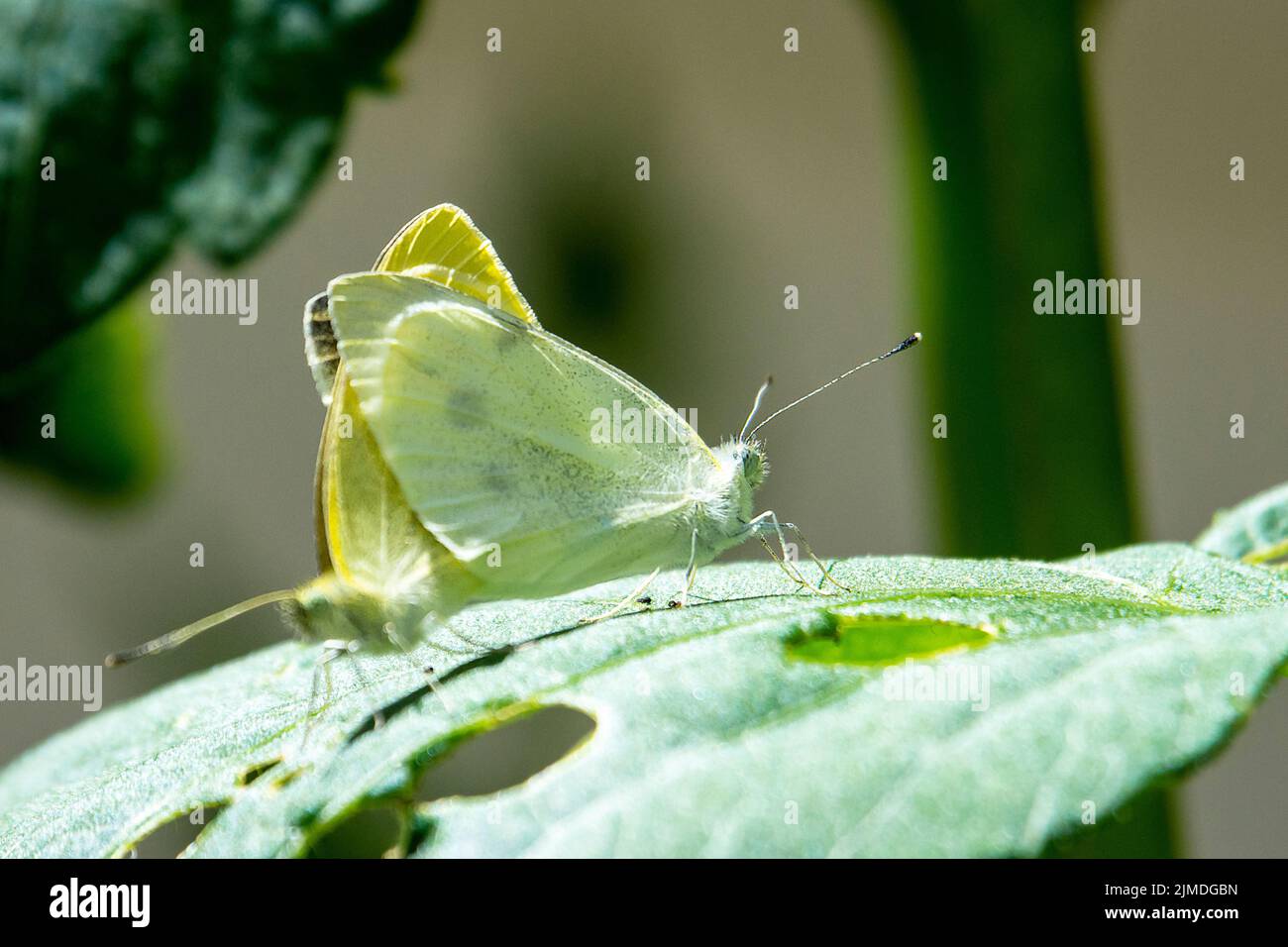 Ein Paar kohlweiße Schmetterlinge paaren sich, während sie auf einem Blatt sitzen. Stockfoto