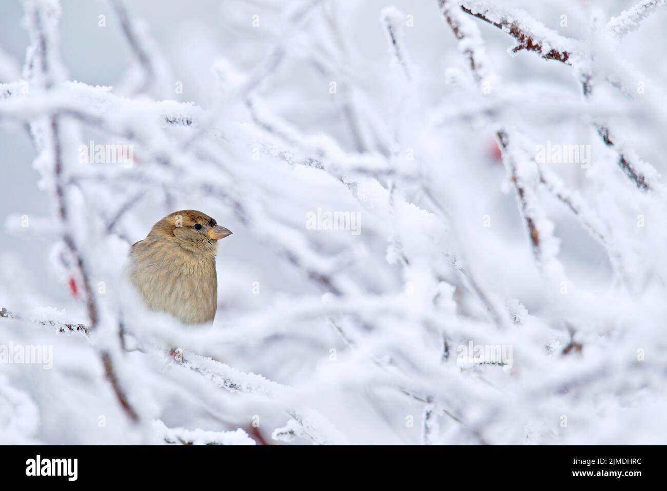 Haussperling Weibchen im Winter Stockfoto