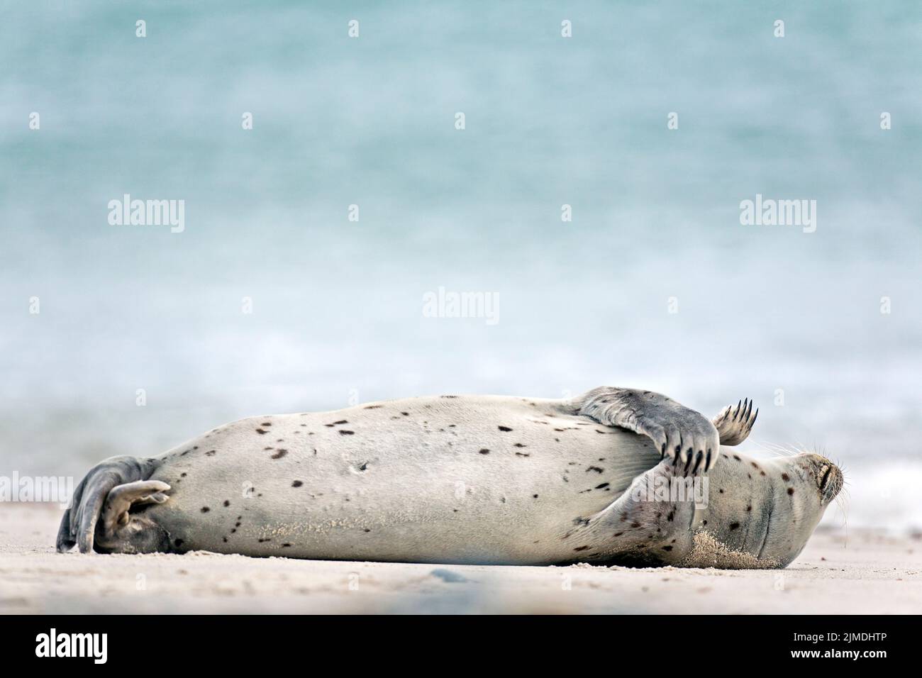 Harbour Seal an einem Sandstrand Stockfoto