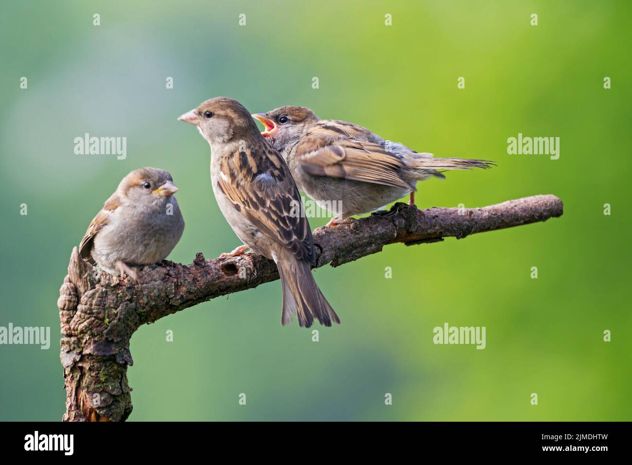 Haus Sparrow Weibchen füttert Jungfrauenfutter Stockfoto