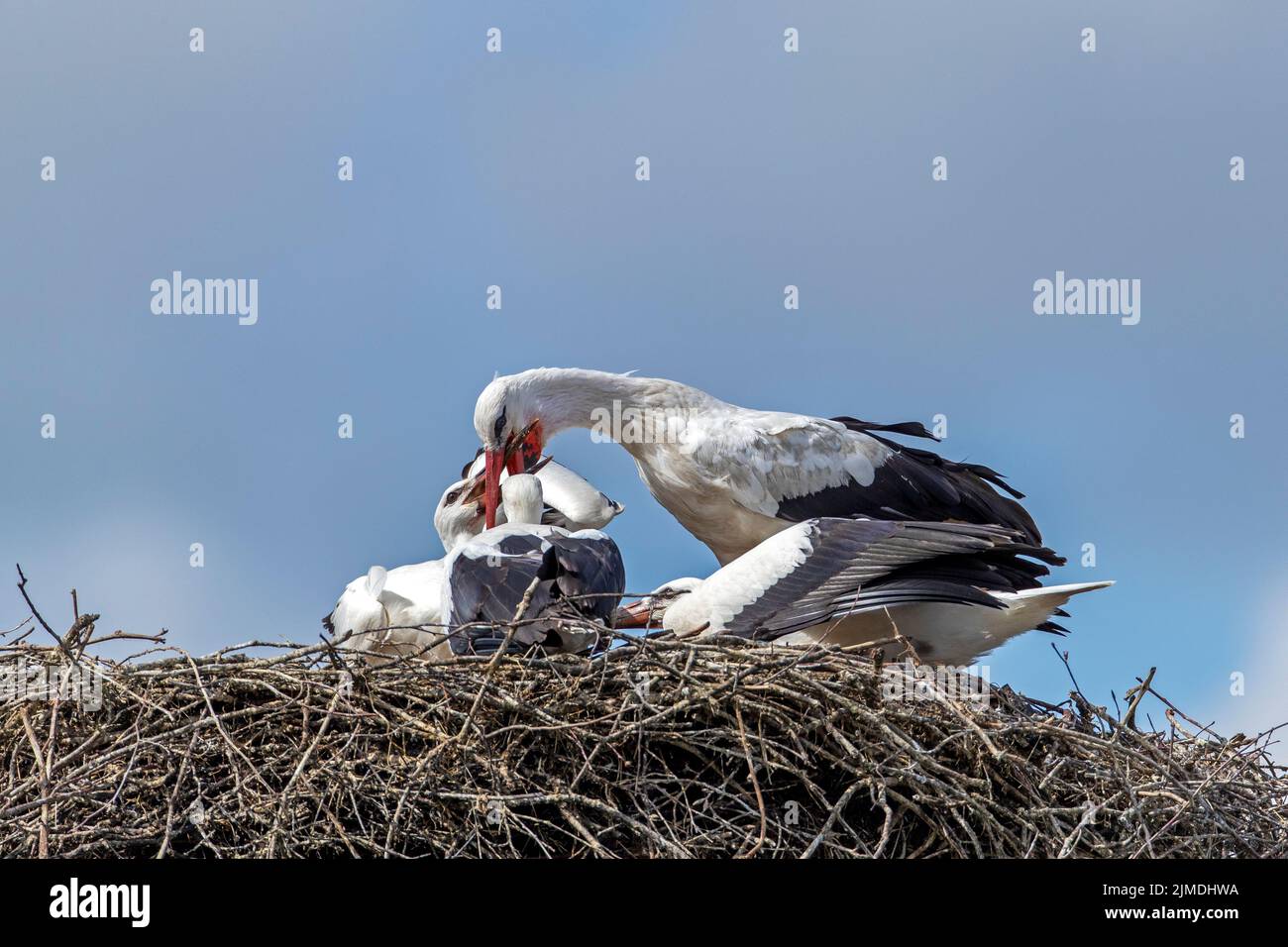 Weißer Storch, der die Jungen auf dem Nest füttert Stockfoto