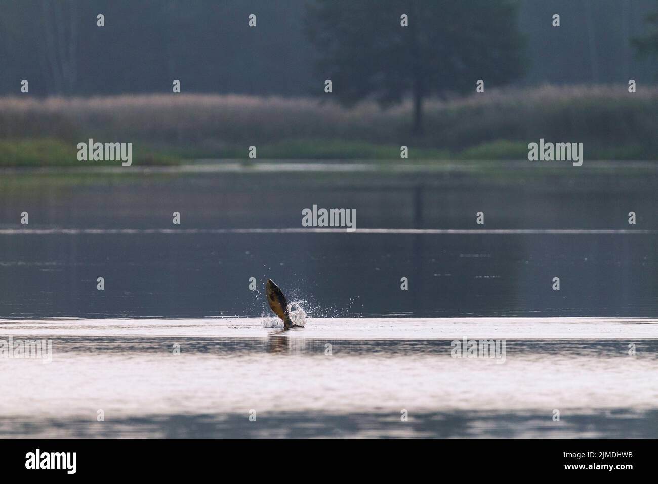 Carp out of water Fotos und Bildmaterial in hoher Auflösung Alamy