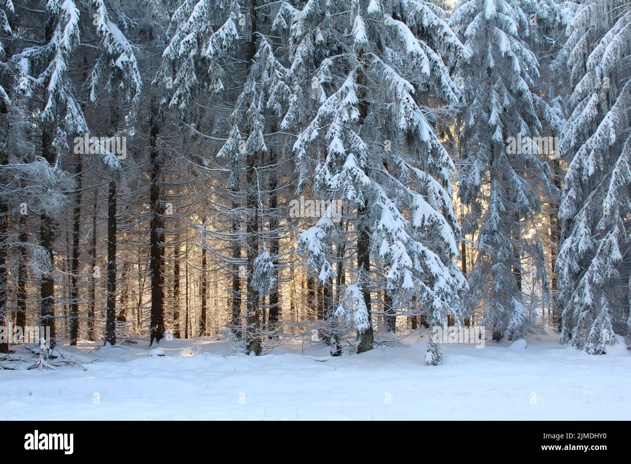 Nadelbäume im Winter Stockfoto