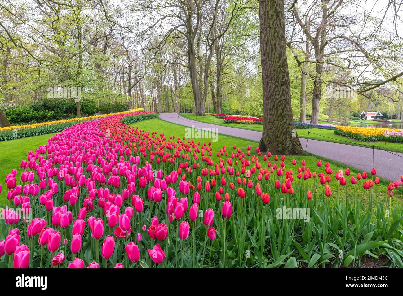 Tulpenblütenbirnenfeld im Garten, Frühling in Lisse bei Amsterdam Niederlande Stockfoto