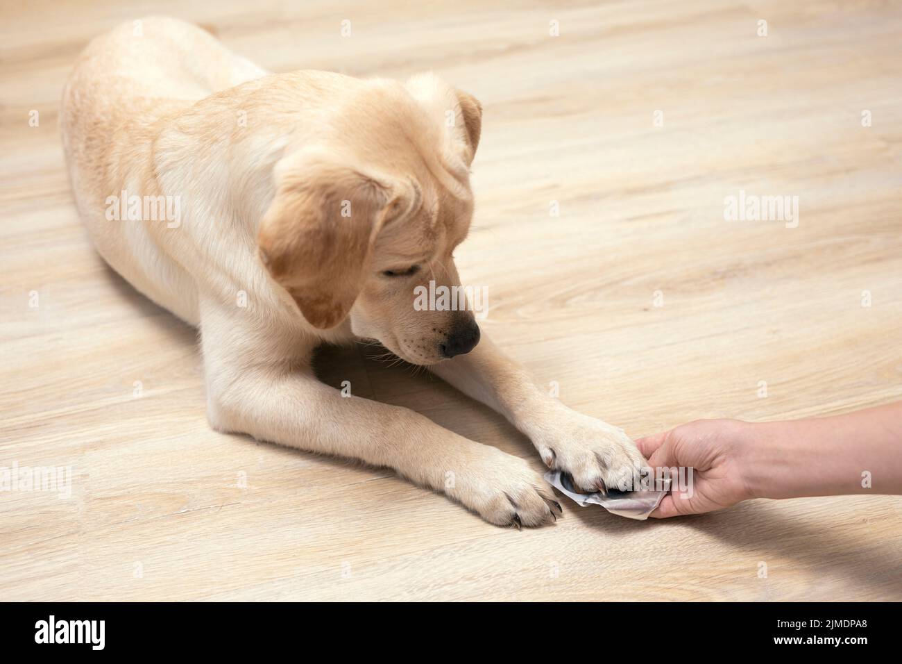 Hunderasse Labrador bekommt Pillen, Vitamine, Delikatesse aus der Hand des Besitzers. Konzept Haustiere und Gesundheit Stockfoto