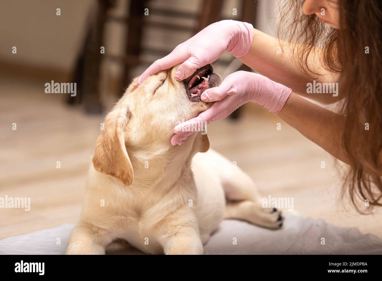 Nahaufnahme eines labrador-Hähnchen, dessen Zähne vom Tierarzt untersucht wurden. Professioneller Tierarzt, der die Zähne des Welpen überprüft. Stockfoto