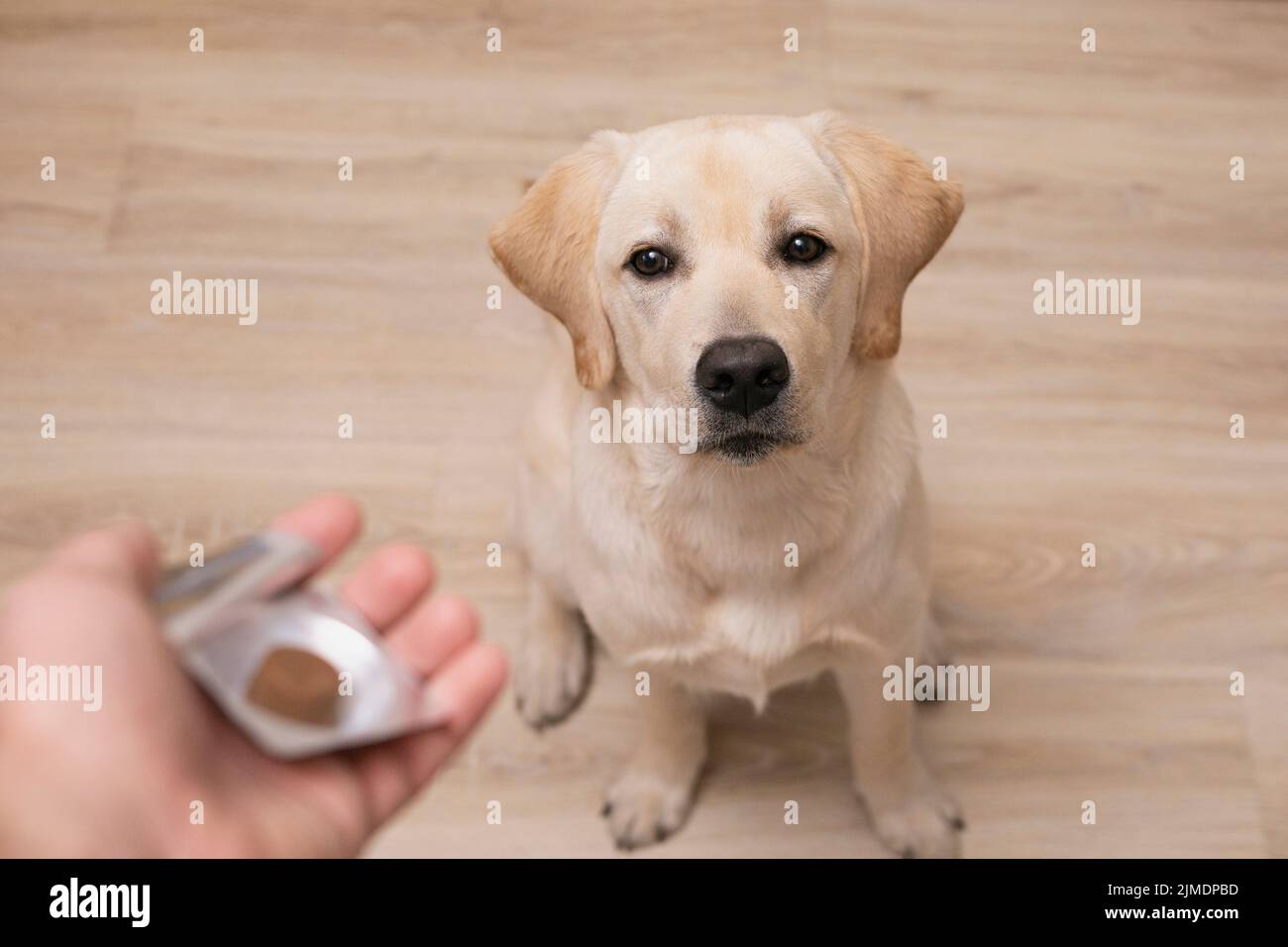 Mann Tierarzt geben Pille gehorsamen Hund. Veterinärmedizin, Haustier, Tiere, Gesundheitskonzept Stockfoto