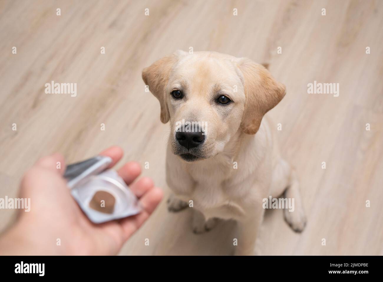 Tierarzt gibt Pille gehorsamen Hund. Zecken und Floh Prävention für Hund Stockfoto