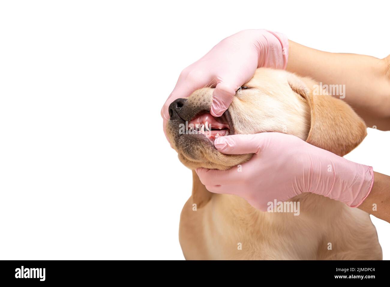 Labrador Welpe bekommt Zähne von Tierarzt isoliert auf weißem Hintergrund untersucht Stockfoto