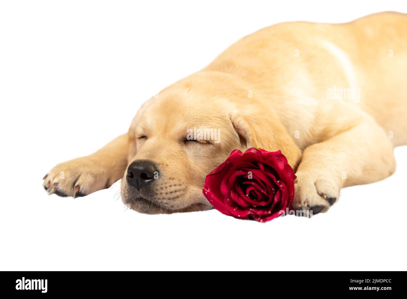 Schlafender Hund hält Blumen in den Pfoten. Am Valentinstag auf weißem Hintergrund Stockfoto