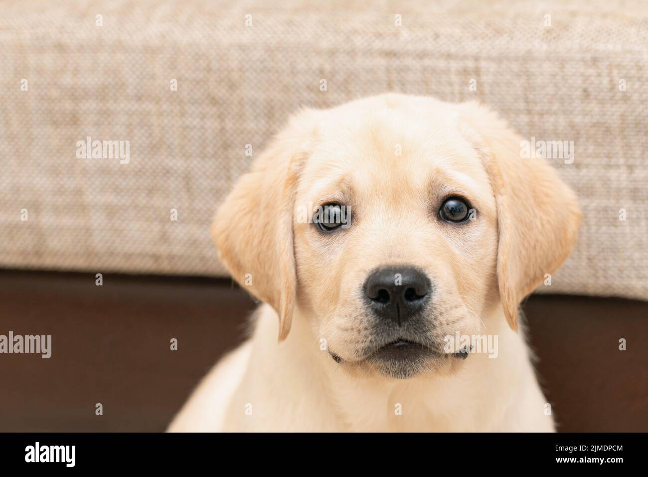 Netter labrador Welpe, der die Kamera anschaut. Liebe zum Haustier, Freund des Hundes. Stockfoto