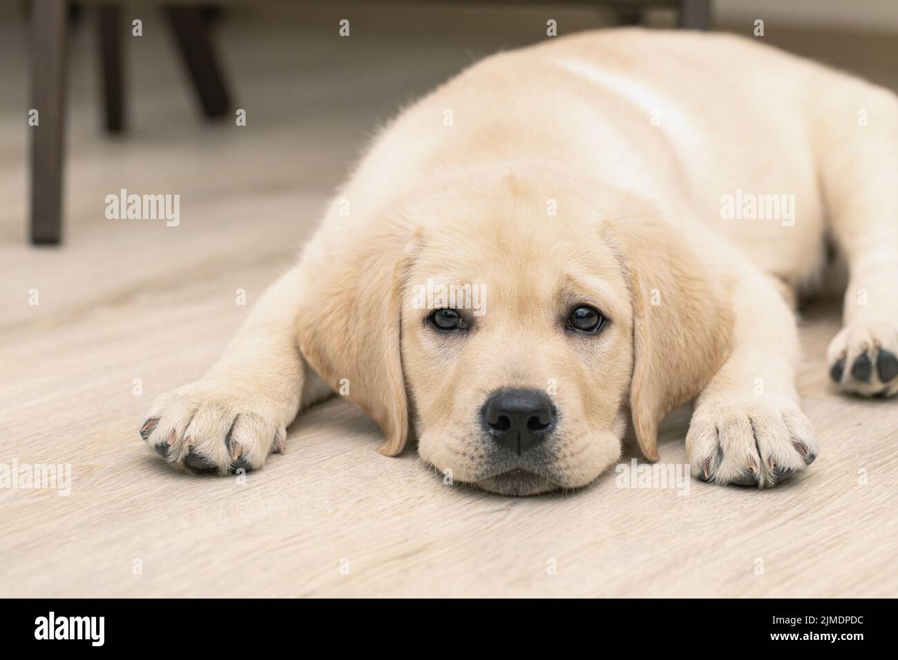 Niedlicher trauriger, drei Monate alter Labrador-Welpe, der auf dem Boden des Hauses liegt Stockfoto