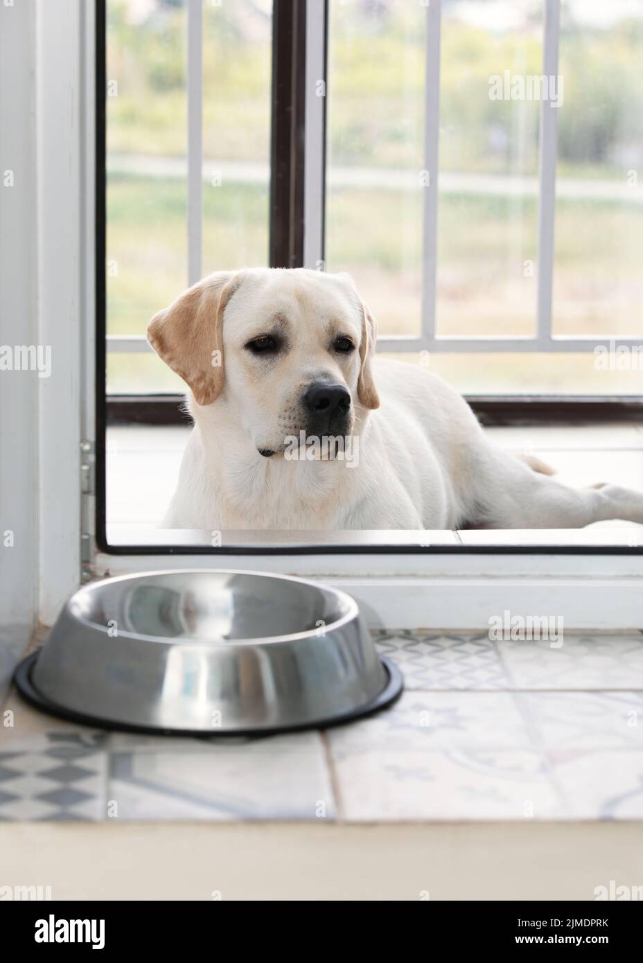 Hungriger trauriger Hund, der vor der Tür auf das Abendessen wartet Stockfoto