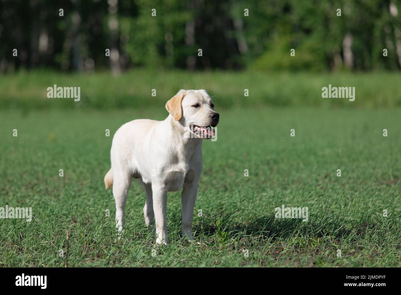 Labrador Hund auf grünem Gras im Park. Haustier für den Spaziergang am Tag. Stockfoto