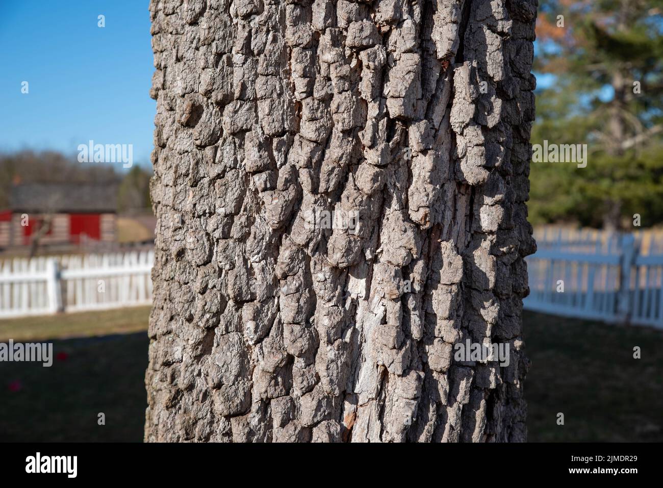 Wunderschöne tiefe Textur aus der Nähe von Baumrinde in einer idyllischen Umgebung. Stockfoto