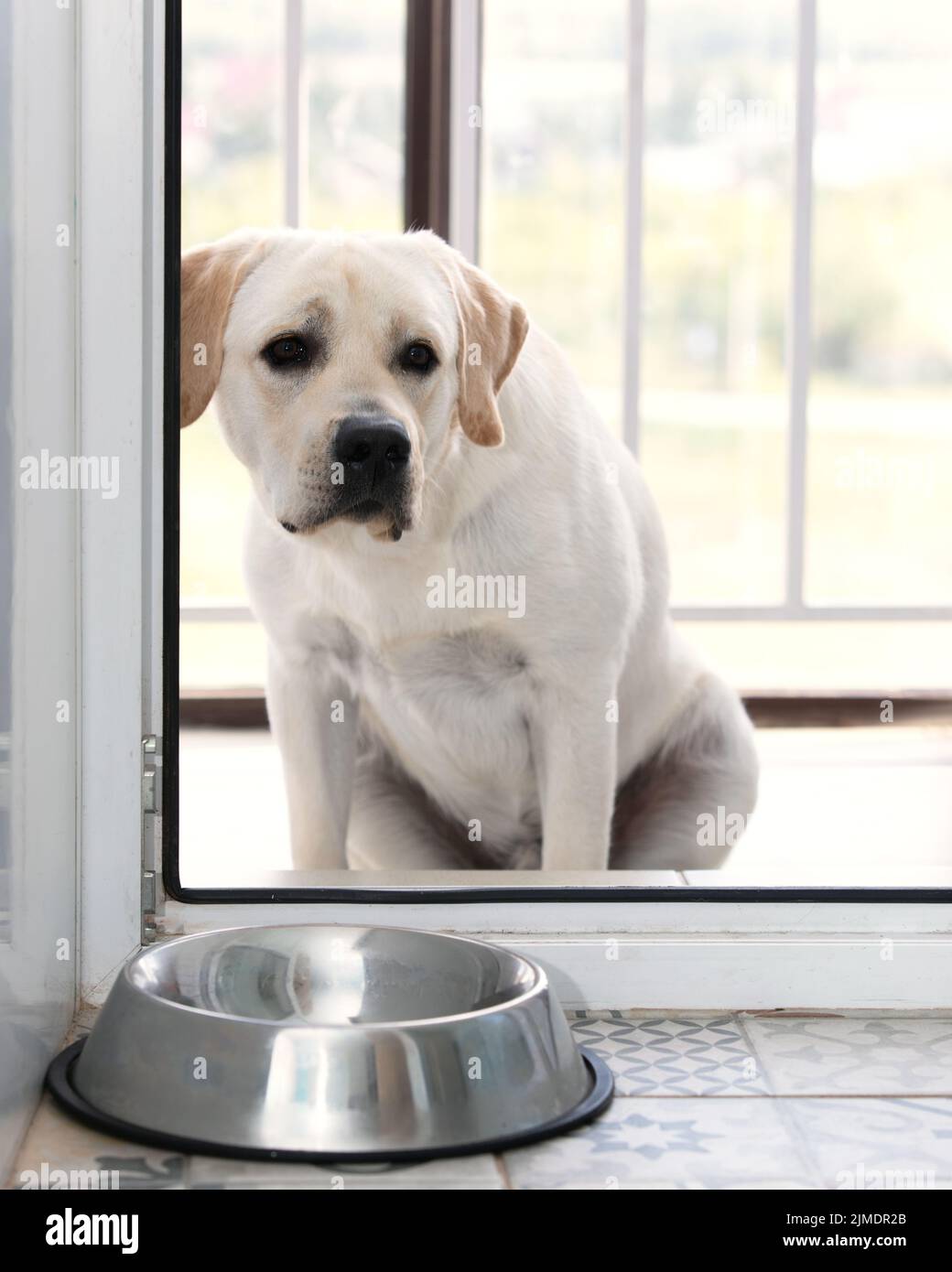 Labrador Welpe schaut durch die offene Tür hinein und wartet darauf, dass sein Besitzer kommt, um ihn zu füttern. Stockfoto