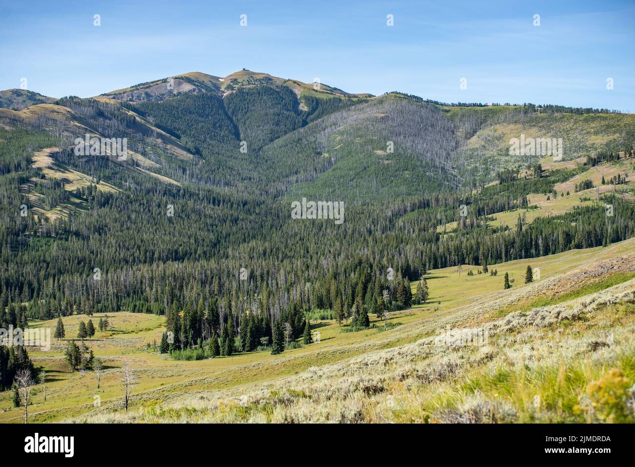 Landschaft am Mt Washburn Trail im Yellowstone National Park, Wyoming, USA Stockfoto