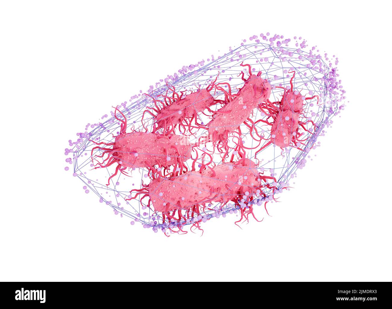 Escherichia coli Bakterien in einem Netz, konzeptionelle Illustration Stockfoto