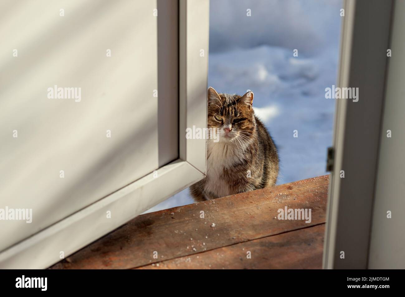 Eine Katze sitzt gegen die offene Tür, Winterszene Stockfoto