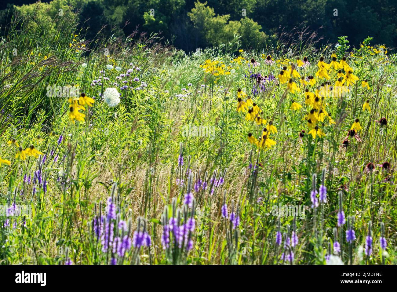 Ein Blick auf eine Wiese voller Schmetterlinge, die Blumen anzieht. Wiese in Waukesha Counnty, Wisconsin. Stockfoto