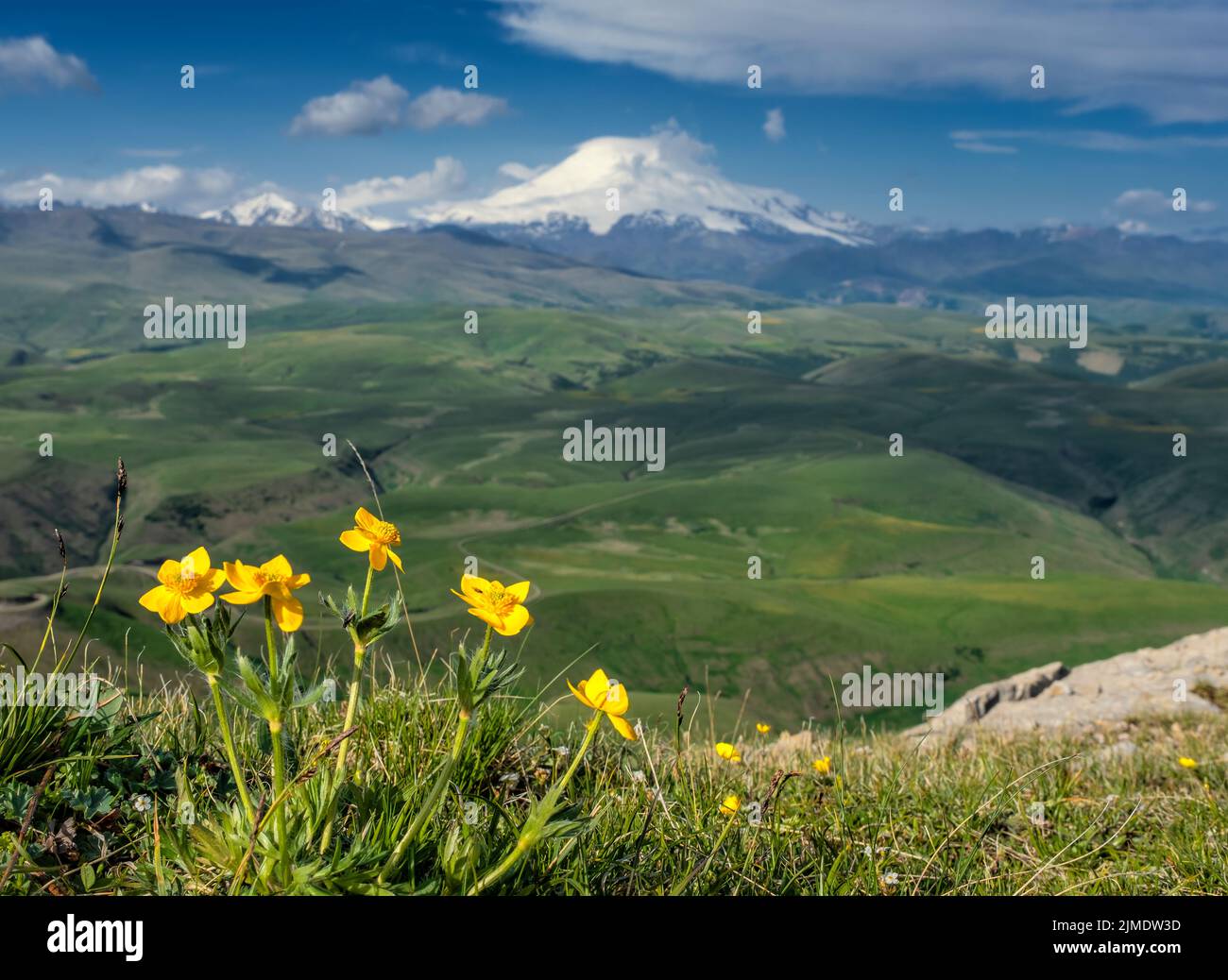 Mount Elbrus und gelbe Blumen Stockfoto
