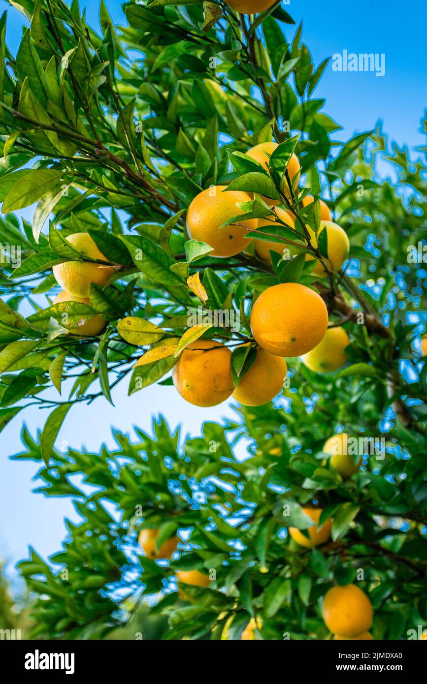 Nahaufnahme von reifen Mandarinen am Baum Stockfoto