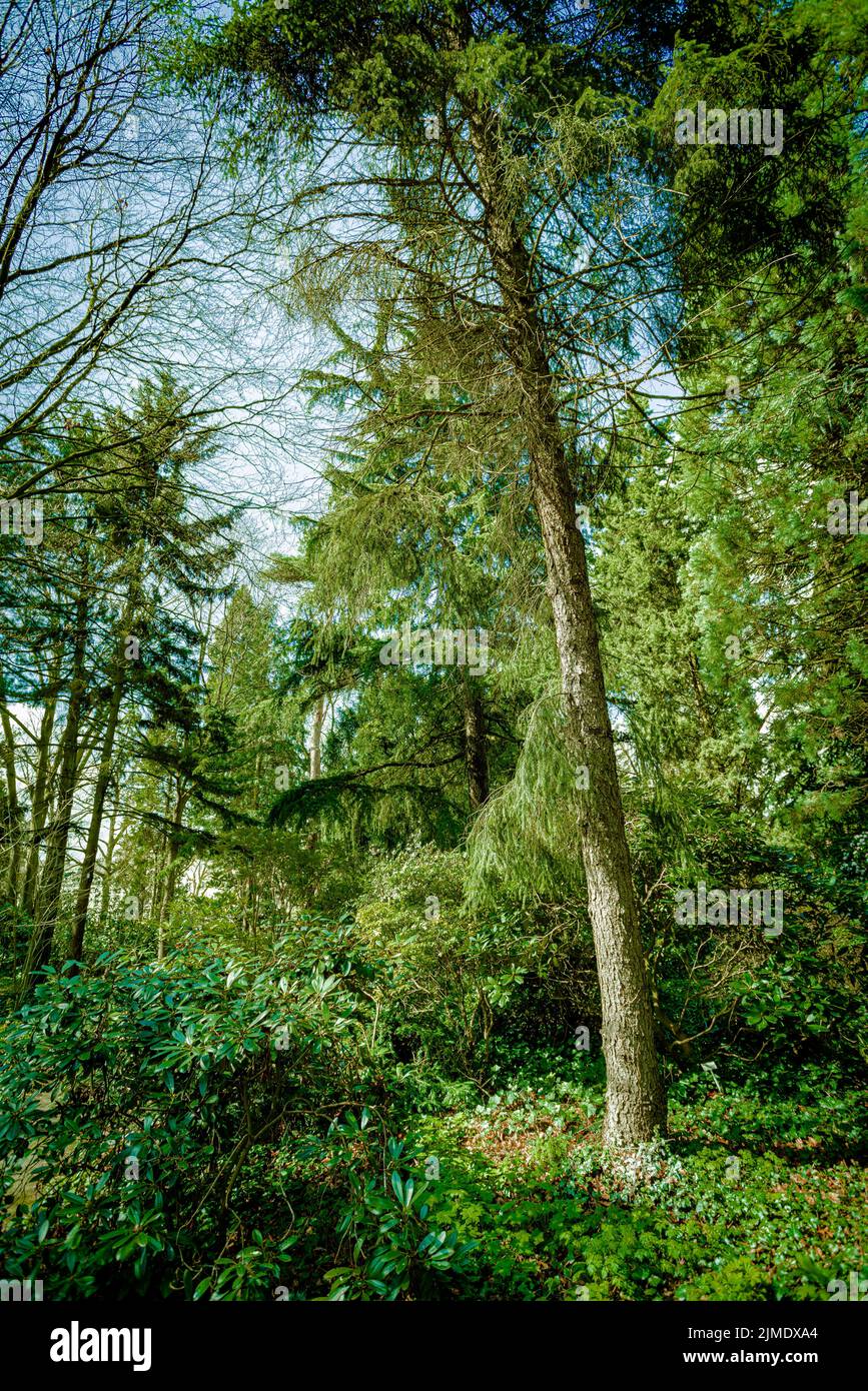 Dunkelgrüne Waldlandschaft. Wilder Wald Stockfoto